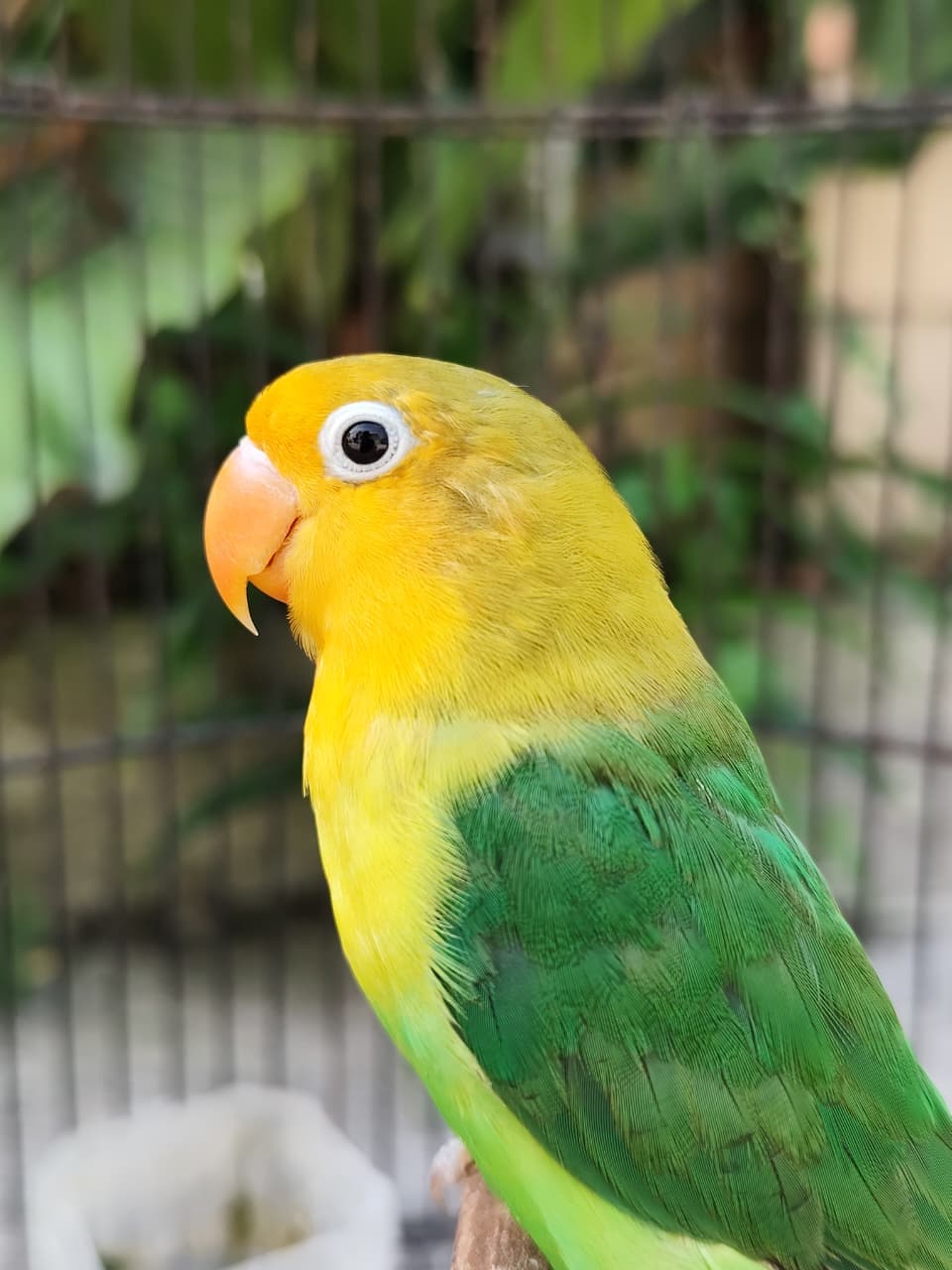 Koleksi Lovebird Berkualitas Premium Purwodadi - Peternak Profesional