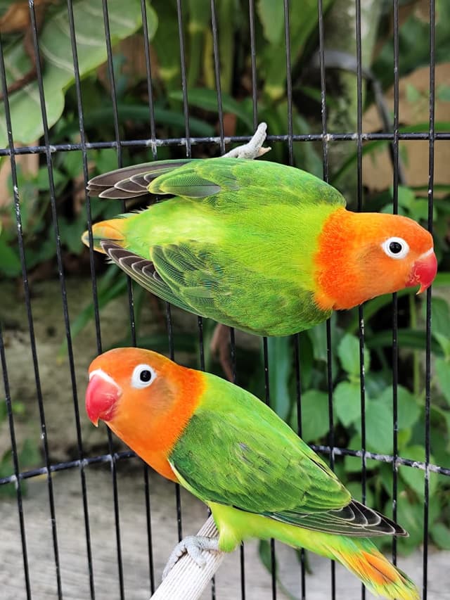 Lovebird Siap Ternak - Koleksi Berkualitas Premium Purwodadi