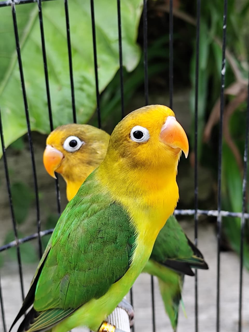 Lovebird Masked Premium Siap Kawin Burung Lovebird Berkualitas - Lovebird Berkualitas Premium Purwodadi Siap Ternak